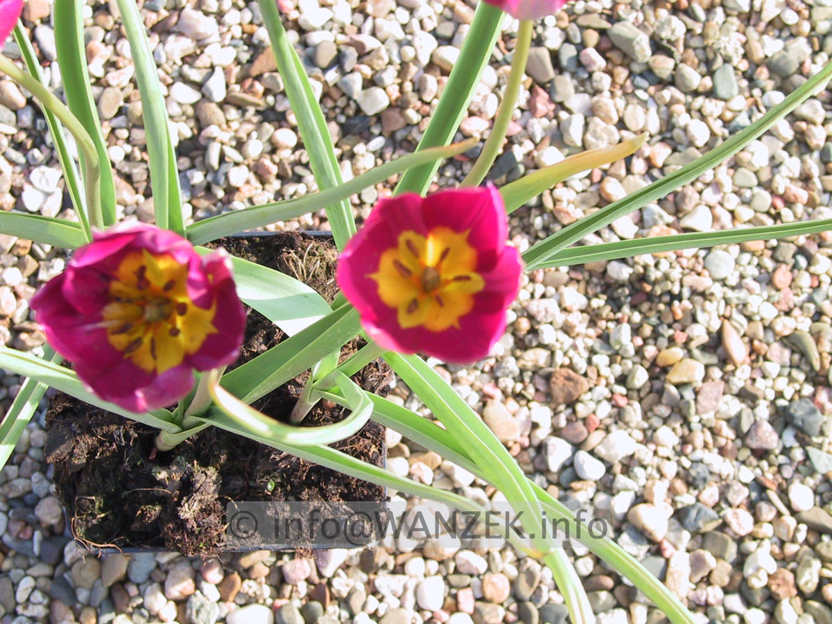 Tulipa humilis pulchella 04.JPG